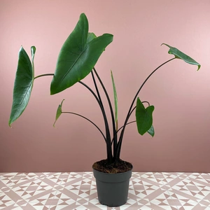 Alocasia zebrina 'Black Zebrina' (Pot Size 14cm) Elephants ears - image 2