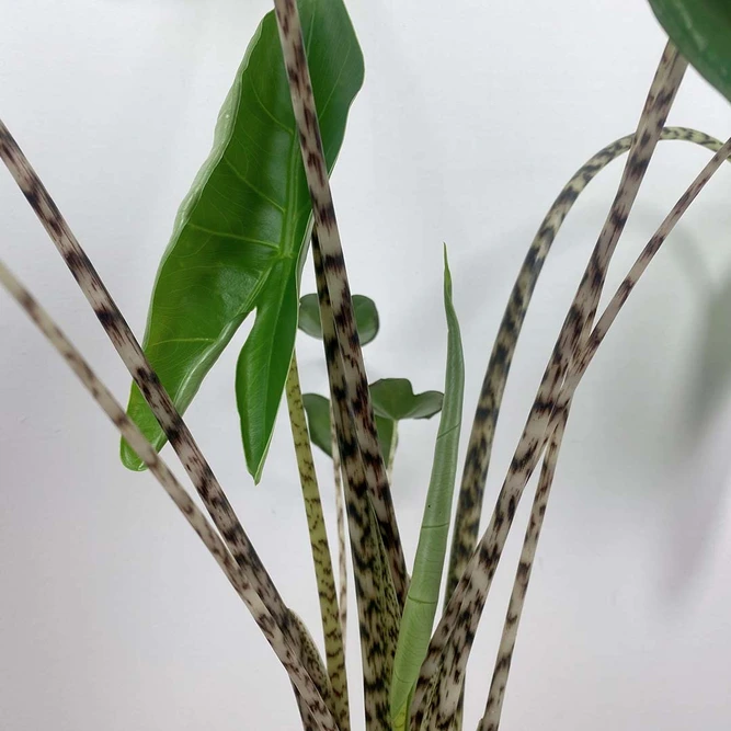 Alocasia Zebrina (Pot Size 14cm) Elephants ears - image 2