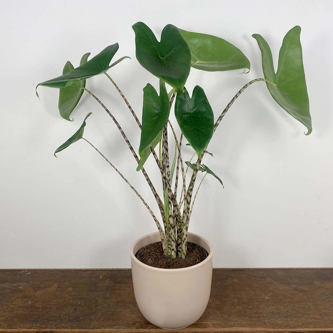 Alocasia Zebrina (Pot Size 14cm) Elephants ears - image 1