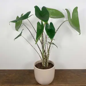 Alocasia zebrina (Pot Size 17cm) Elephants ears - image 2