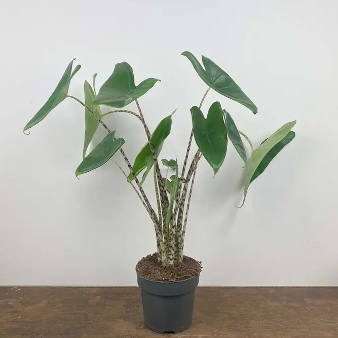 Alocasia zebrina (Pot Size 17cm) Elephants ears - image 3