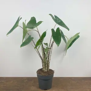 Alocasia zebrina (Pot Size 17cm) Elephants ears - image 3