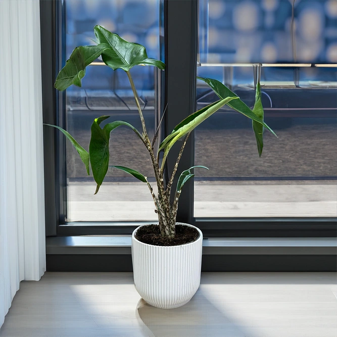 Alocasia Zebrina 'Tiger' (Pot Size 14cm) Tiger Alocasia - image 1