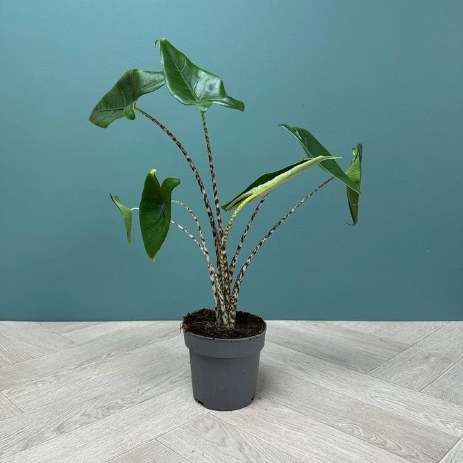 Alocasia Zebrina 'Tiger' (Pot Size 14cm) Tiger Alocasia - image 2