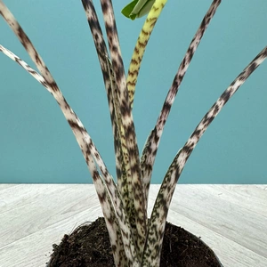 Alocasia Zebrina 'Tiger' (Pot Size 14cm) Tiger Alocasia - image 3