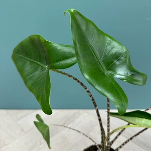 Alocasia Zebrina 'Tiger' (Pot Size 14cm) Tiger Alocasia - image 4