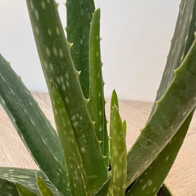 Aloe Barbadensis Miller (Pot Size 12cm) Aloe Vera - image 2