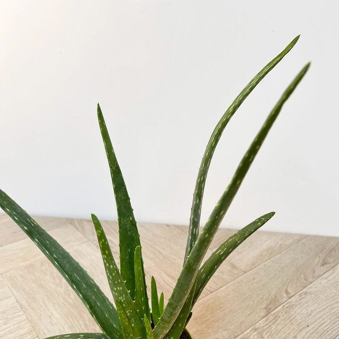 Aloe Barbadensis Miller (Pot Size 12cm) Aloe Vera - image 3