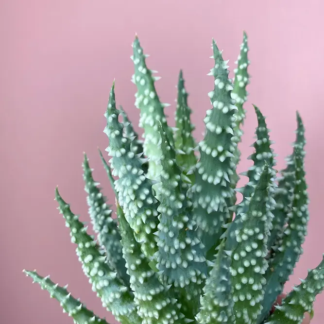 Aloe humilis (Pot Size 8.5cm) Spider Aloe - image 1