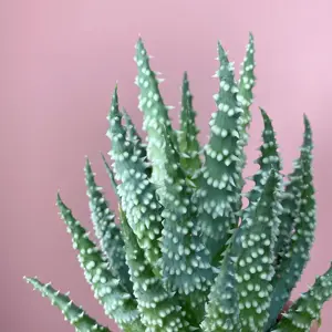 Aloe humilis (Pot Size 8.5cm) Spider Aloe - image 1