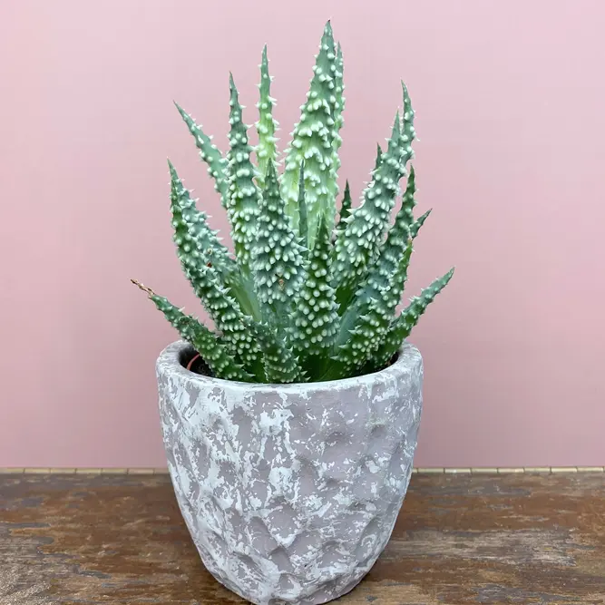 Aloe humilis (Pot Size 8.5cm) Spider Aloe - image 2