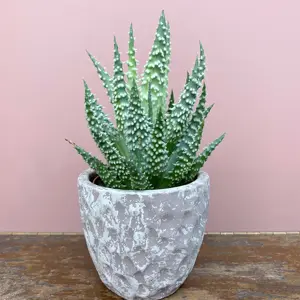 Aloe humilis (Pot Size 8.5cm) Spider Aloe - image 2