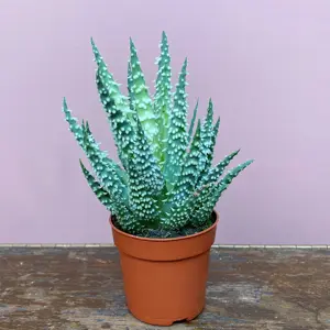Aloe humilis (Pot Size 8.5cm) Spider Aloe - image 3