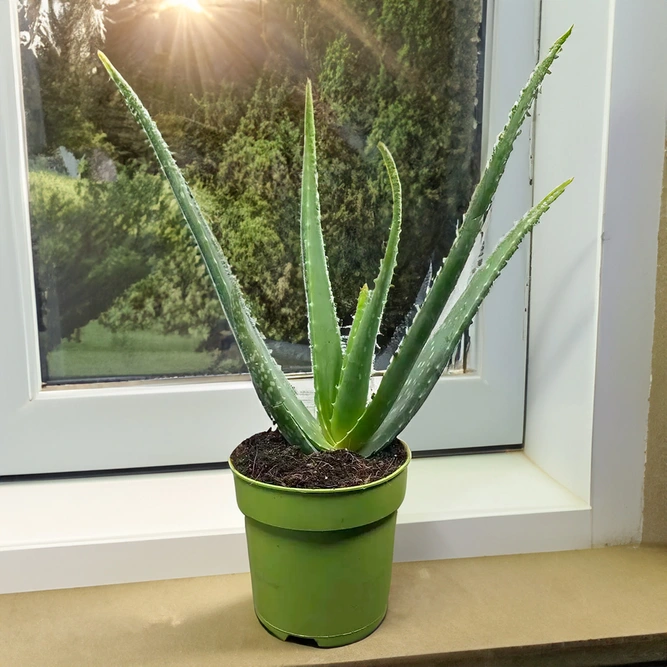 Aloe Vera (Pot Size 10.5cm) - image 1