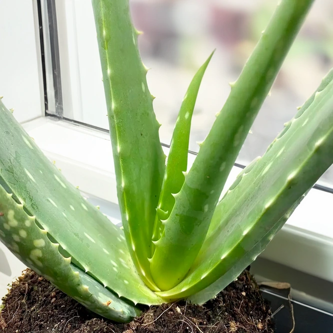 Aloe Vera (Pot Size 10.5cm) - image 2