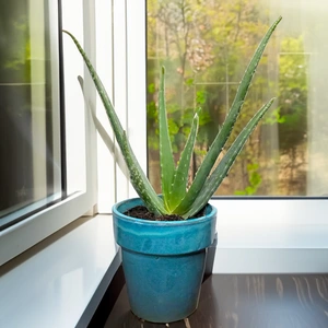 Aloe Vera (Pot Size 10.5cm) - image 3