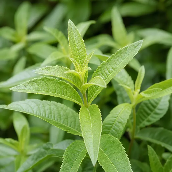 Aloysia citrodora (Pot Size 1L) Lemon Verbena