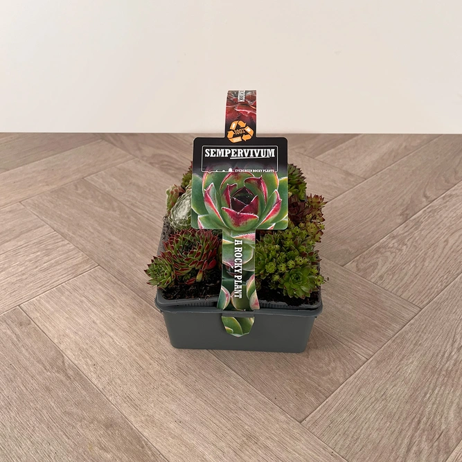 Alpine Plants – Sempervivum Mix 6 Pack (7cm) Houseleek - image 9