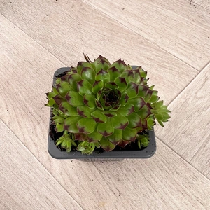 Alpine Plants – Sempervivum Mix 6 Pack (7cm) Houseleek - image 4