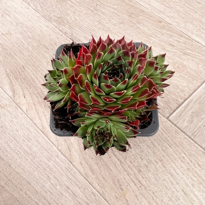 Alpine Plants – Sempervivum Mix 6 Pack (7cm) Houseleek - image 7