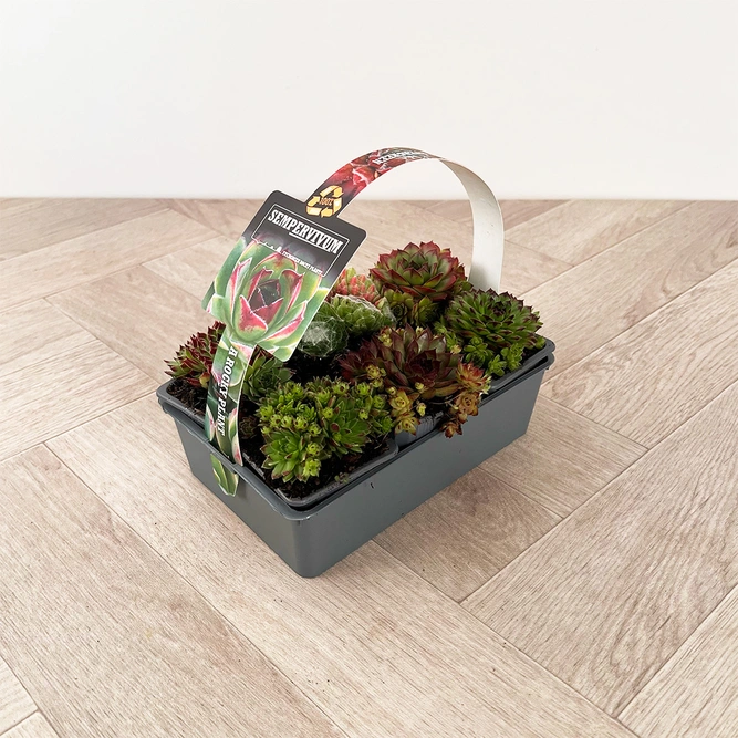 Sempervivum Mix 6 Pack (Pot Size 7cm) Alpine Plants –  Houseleek - image 1