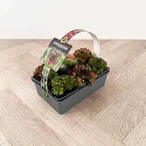 Sempervivum Mix 6 Pack (Pot Size 7cm) Alpine Plants –  Houseleek - image 1