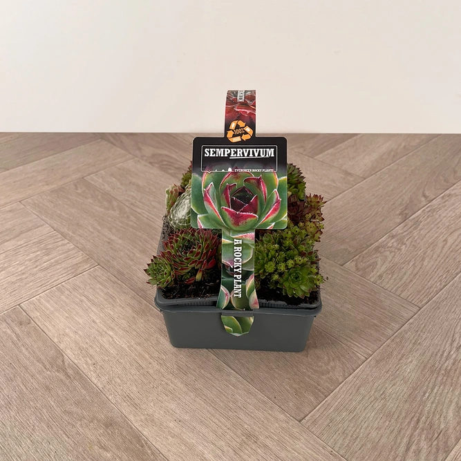 Sempervivum Alt mix 6 pack Alpine Plants – Houseleek - image 2