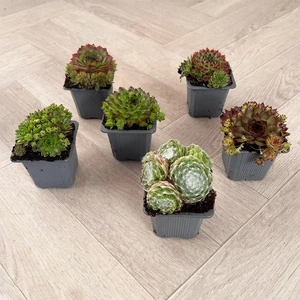 Sempervivum Mix 6 Pack (Pot Size 7cm) Alpine Plants –  Houseleek - image 2