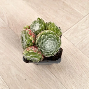 Sempervivum Mix 6 Pack (Pot Size 7cm) Alpine Plants –  Houseleek - image 3