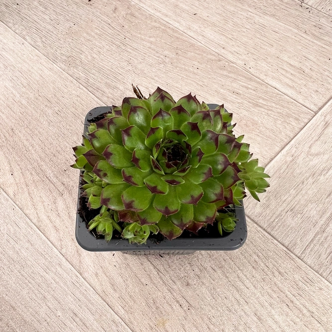 Sempervivum Mix 6 Pack (Pot Size 7cm) Alpine Plants –  Houseleek - image 4