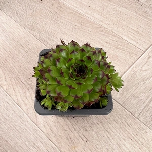 Sempervivum Mix 6 Pack (Pot Size 7cm) Alpine Plants –  Houseleek - image 4