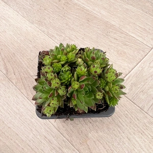 Sempervivum Mix 6 Pack (Pot Size 7cm) Alpine Plants –  Houseleek - image 5