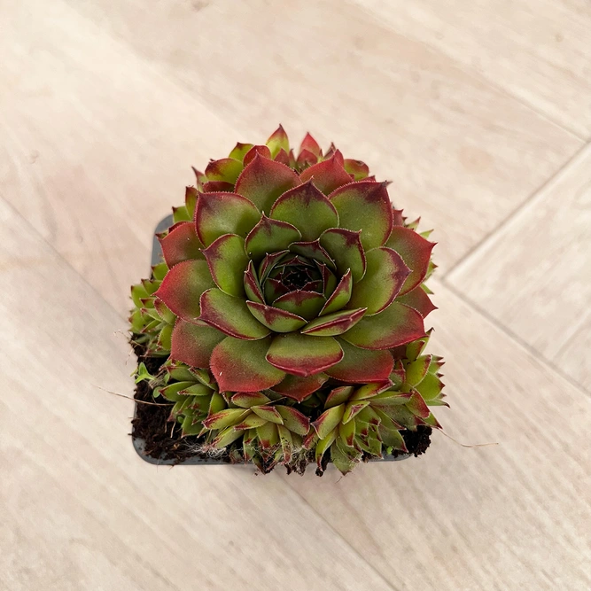 Sempervivum Mix 6 Pack (Pot Size 7cm) Alpine Plants –  Houseleek - image 6