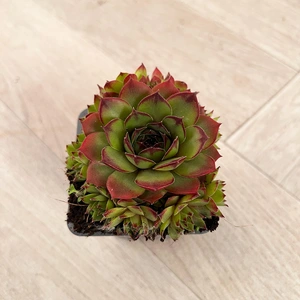 Sempervivum Mix 6 Pack (Pot Size 7cm) Alpine Plants –  Houseleek - image 6