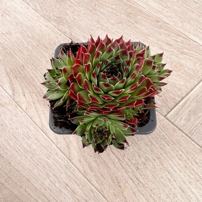 Sempervivum Mix 6 Pack (Pot Size 7cm) Alpine Plants –  Houseleek - image 7