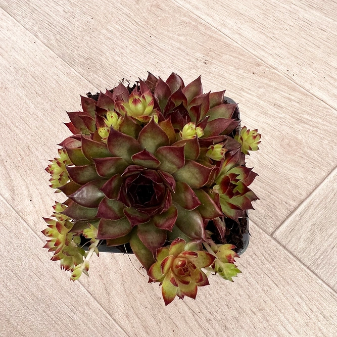 Sempervivum Mix 6 Pack (Pot Size 7cm) Alpine Plants –  Houseleek - image 8