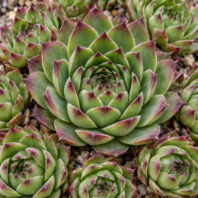 Sempervivum  (Pot Size 14cm) Alpine Plants House Leak