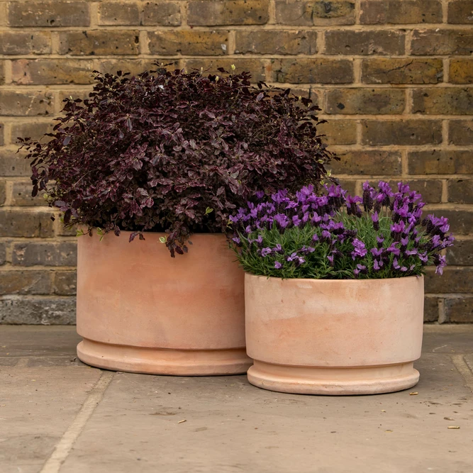 Amelie Terracotta Bowl (D50x32cm) Outdoor Plant Pot - image 2