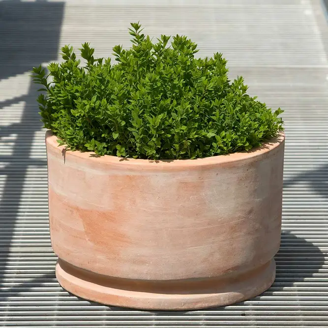 AmelieTerracotta Bowl (D50x32cm) Outdoor Plant Pot