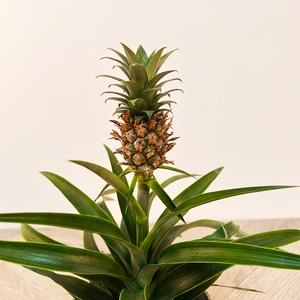 Ananas 'Mi Amigo' (12cm) Miniature Pineapple Plant - image 3