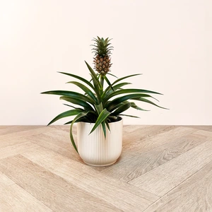 Ananas 'Mi Amigo' (12cm) Miniature Pineapple Plant - image 2