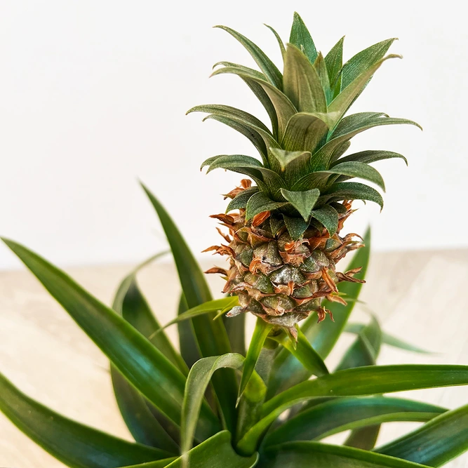 Ananas 'Mi Amigo' (12cm) Miniature Pineapple Plant - image 1