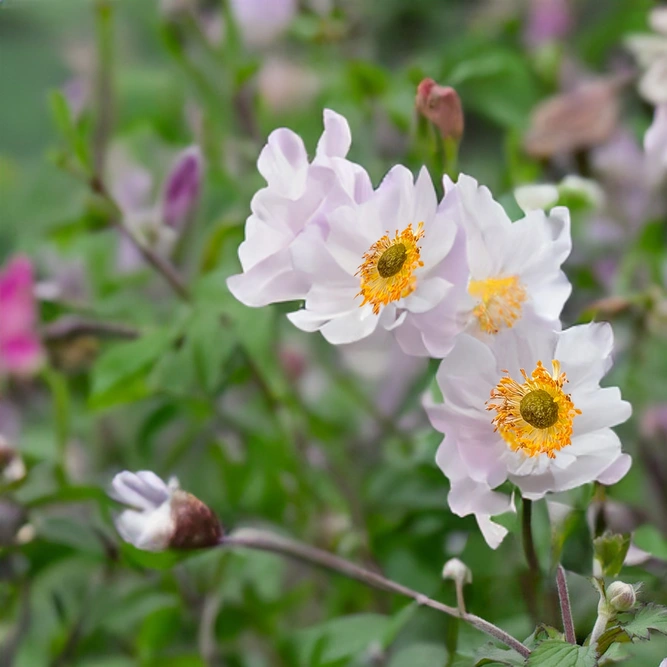 Anemone 'Dreaming Swan' (3L) Japanese Anemone