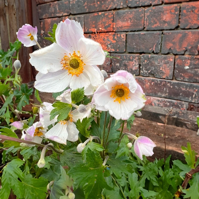 Anemone 'Elfin Swan' (19cm) Windflower - image 2