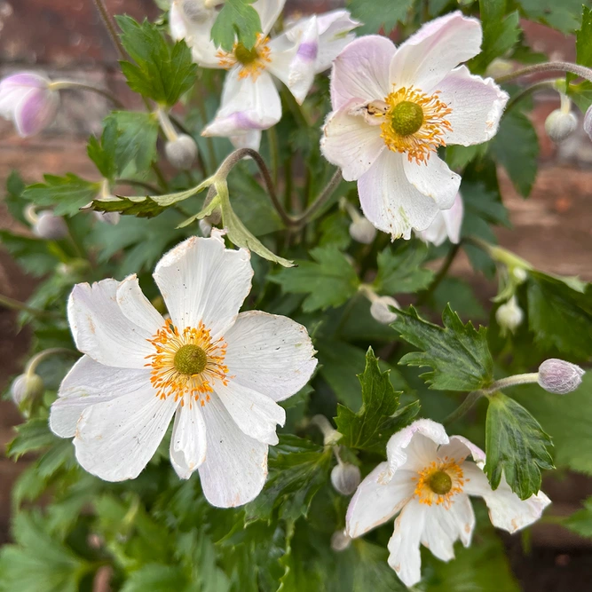 Anemone 'Elfin Swan' (Pot Size 2L) Windflower - image 4