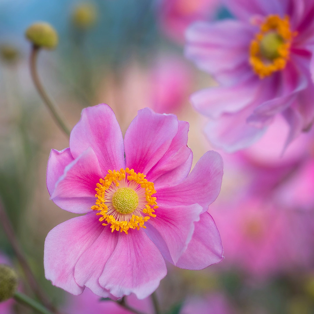 Anemone 'Fantasy Jasmine' (3L) Japanese anemone - The Boma Garden Centre