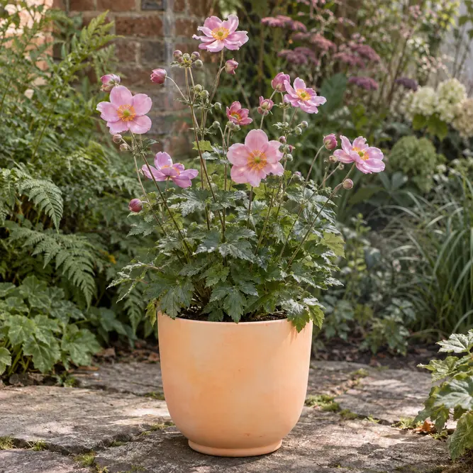 Anemone hupehensis 'Aurora' (Pot Size 3L) Japanese windflower