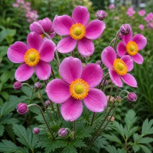 Anemone hupehensis var. japonica 'Splendens' - Anemone