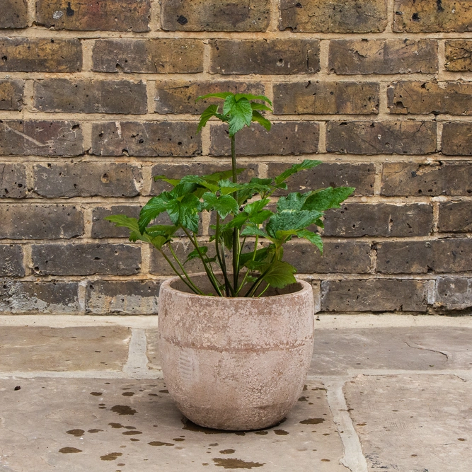 Anemone × hybrida 'Honorine Jobert' (3L)  Japanese Anemone - image 3