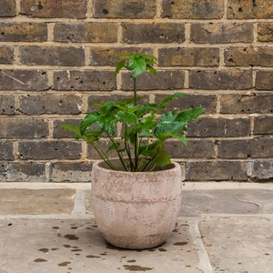 Anemone × hybrida 'Honorine Jobert' (3L)  Japanese Anemone - image 3